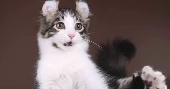 Rotuesittelyssä kippurakorvainen american curl