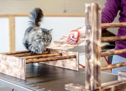 Yhteinen harrastus lähentää