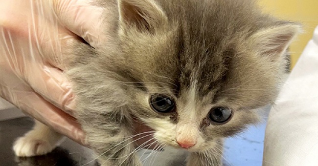 Kehräämö kissojen apuna