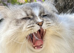 Some-kissa on taitava uimari