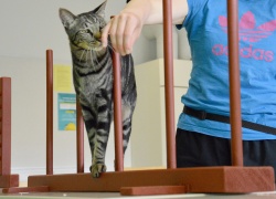 Agility yhä suositumpaa