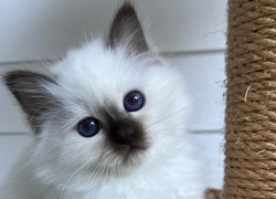 Rotuesittely: Pyhä birman kauneus ihastuttaa