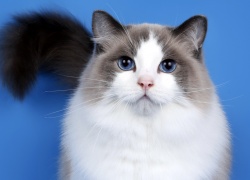 Ragdoll edelleen ykkönen