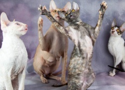 ROTUESITTELY: Cornish rex yksi suosituimmista