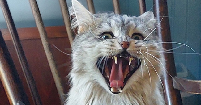 Jasson kaikki 9 henkeä tallessa