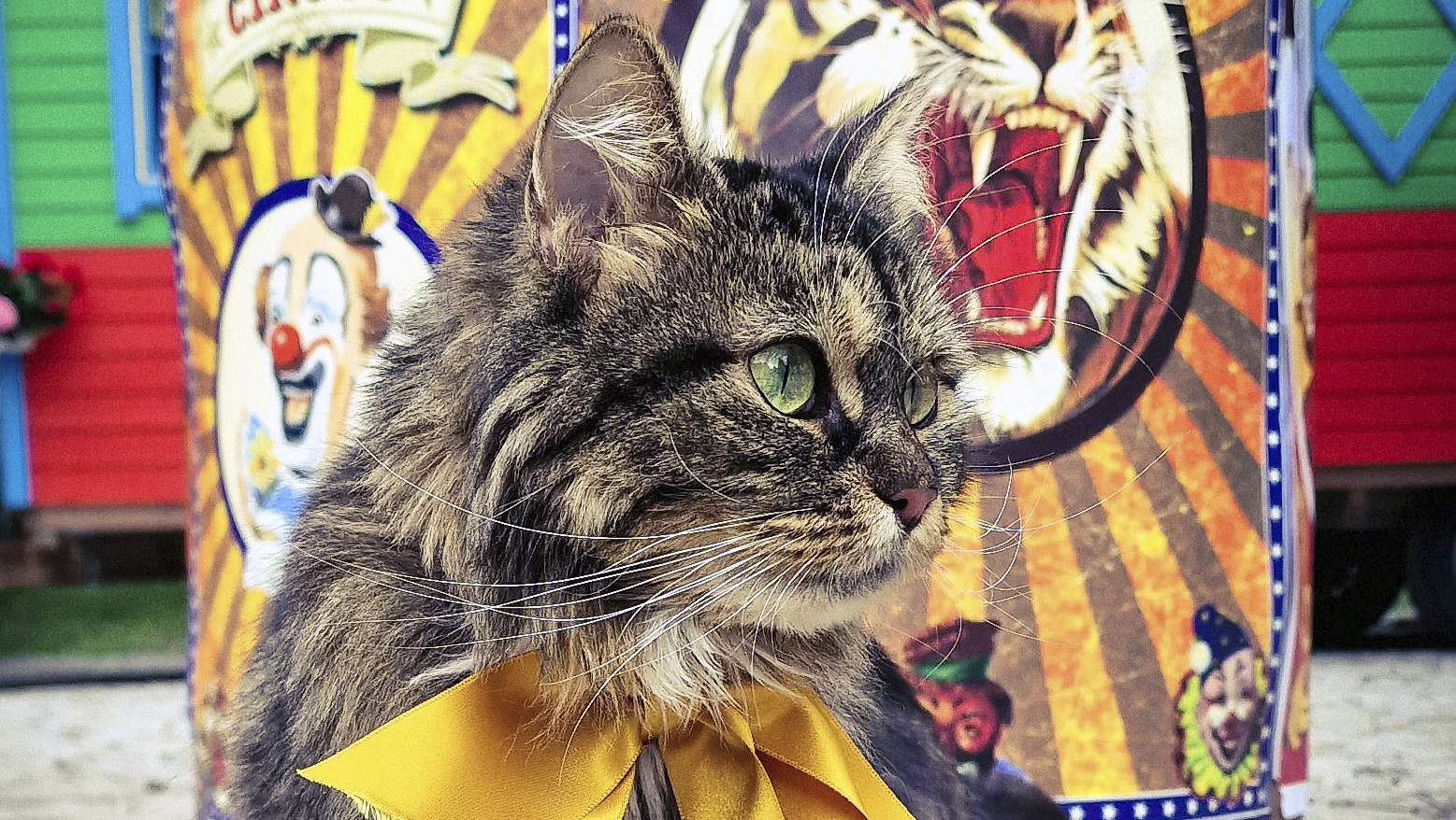 Kissa