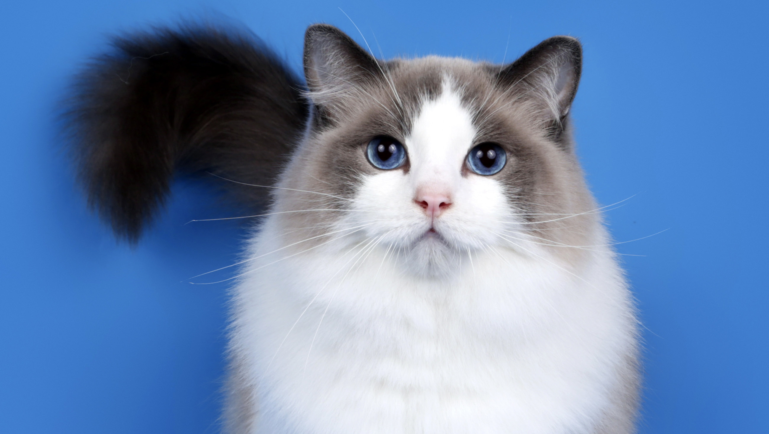 Ragdoll-rotuinen kissa