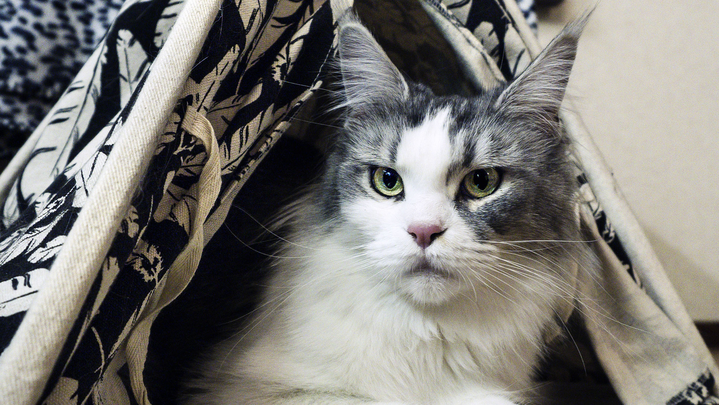 Maine Coon -rotuinen kissa