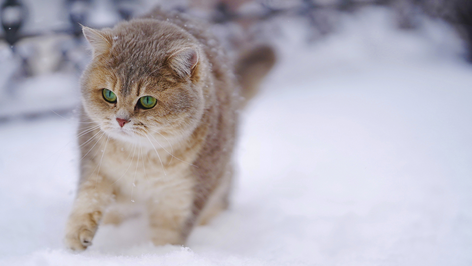 Kissa lumessa