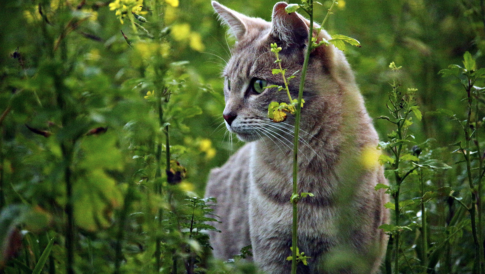 Kissa ruohikossa