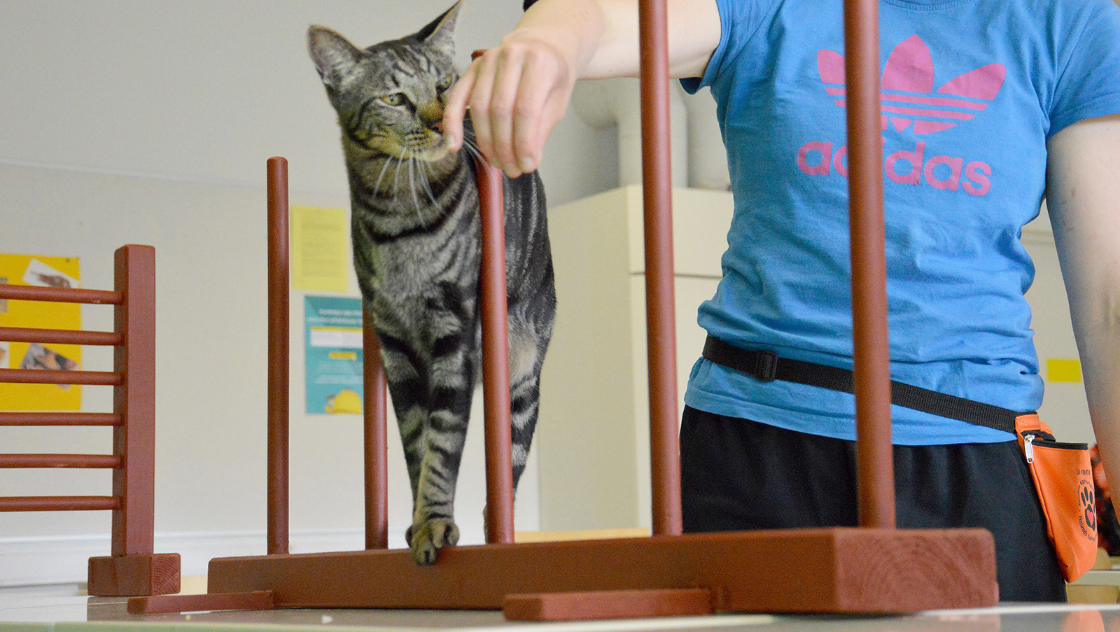 Kissa-agility