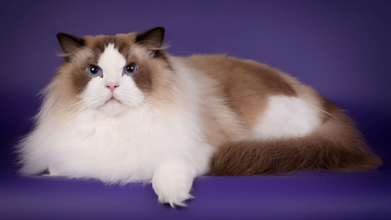 Ragdoll-rotuinen kissa