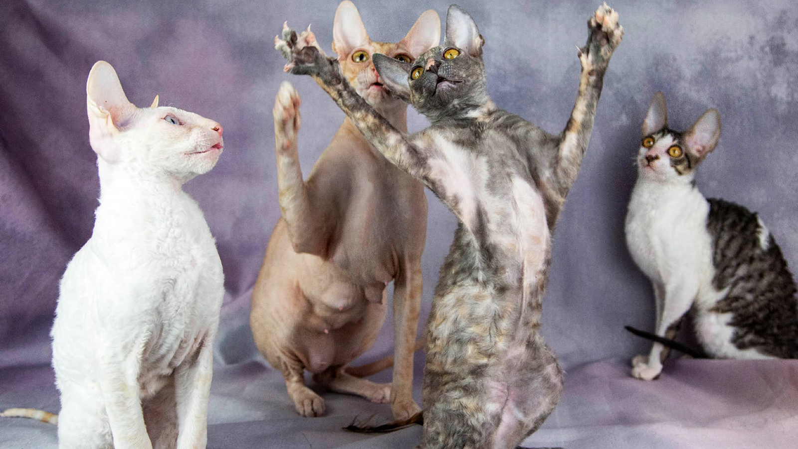 Cornish rex-rotuisia kissoja