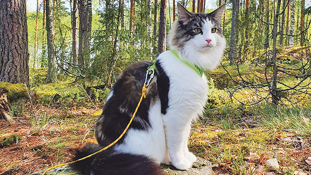 Norjalainen metsäkissa Matti