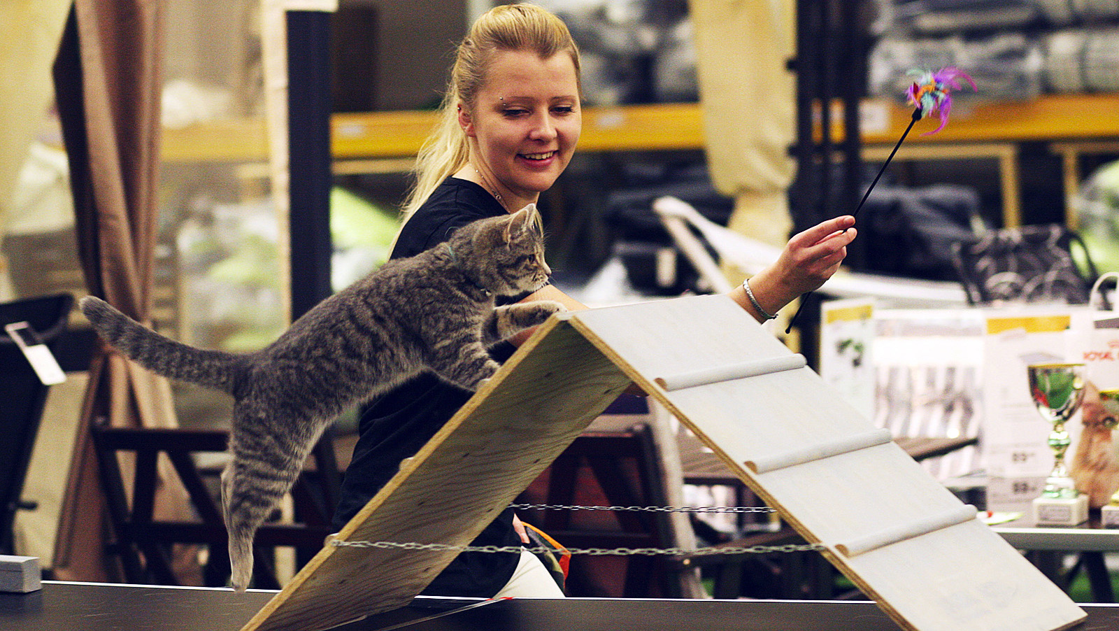 Kissa-agility