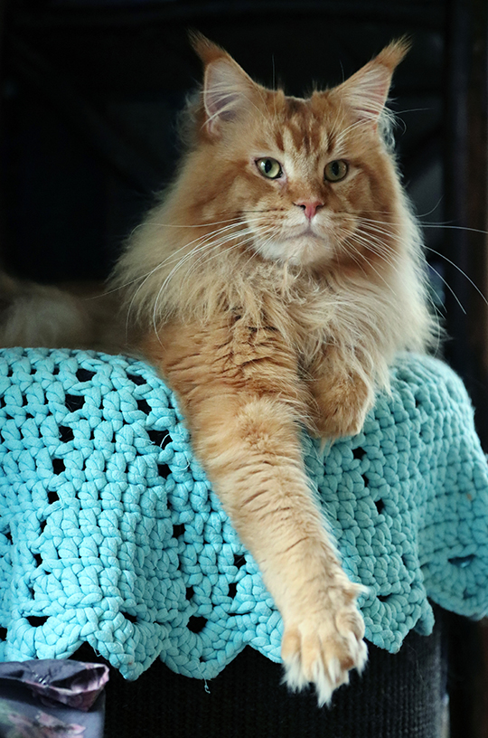 mainecoon